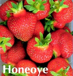 HONEOYE